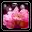 醉芙蓉
